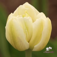 White Heart Tulip Bulbs