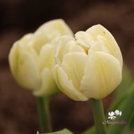 White Heart Tulip Bulbs