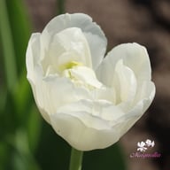 White Heart Tulip Bulbs