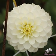 White Isa Dahlia Knöl