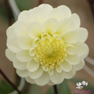 White Isa Dahlia Knöl