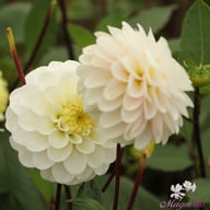 White Isa Dahlia Knöl