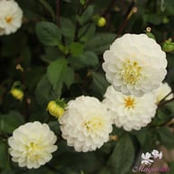 White Isa Dahlia Knöl
