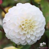 White Isa Dahlia Knöl