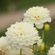 White Love Dahlia Knöl