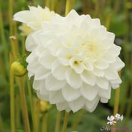 White Love Dahlia Knöl