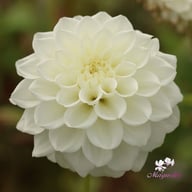 White Love Dahlia Knöl