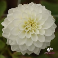 White Love Dahlia Knöl