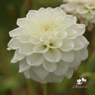 White Love Dahlia Knöl