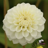 White Love Dahlia Knöl