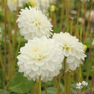 White Love Dahlia Knöl