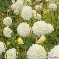 White Love Dahlia Knöl