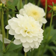 White Love Dahlia Knöl