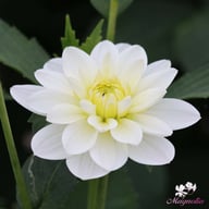 White Onesta Dahlia Tuber