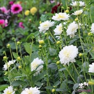 White Onesta Dahlia Tuber