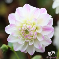 White Pearl (Wittem) Dahlia Tuber
