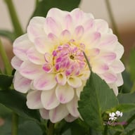 White Pearl (Wittem) Dahlia Tuber
