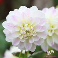 White Pearl (Wittem) Dahlia Tuber