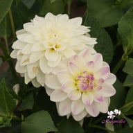 White Pearl (Wittem) Dahlia Tuber