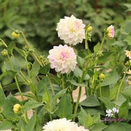 White Pearl (Wittem) Dahlia Tuber