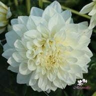 White Perfection Dahlia Knöl
