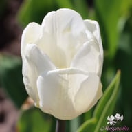 White Prince Tulpan Lökar