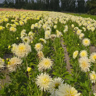 White Star Dahlia Tuber