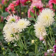 White Star Dahlia Tuber