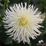 White Star Dahlia Tuber
