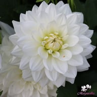 White Swan Dahlia Knöl