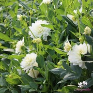 White Swan Dahlia Knöl