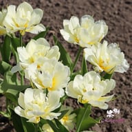 White Valley Tulip Bulbs