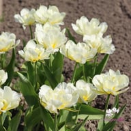 White Valley Tulip Bulbs