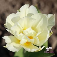 White Valley Tulip Bulbs
