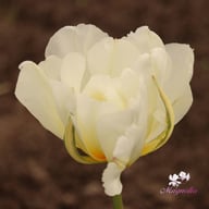 White Valley Tulip Bulbs