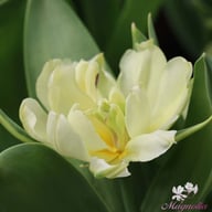 White Valley Tulip Bulbs