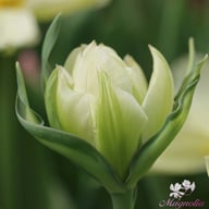 White Valley Tulip Bulbs