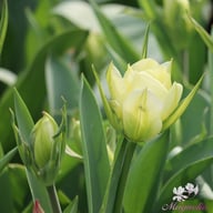 White Valley Tulip Bulbs