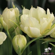 White Valley Tulip Bulbs