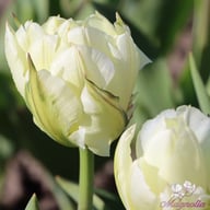 White Valley Tulip Bulbs