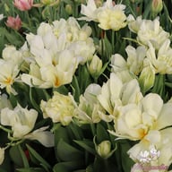 White Valley Tulip Bulbs