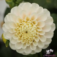 White Wizard Dahlia Tuber