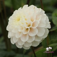 White Wizard Dahlia Tuber