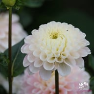 White Wizard Dahlia Tuber