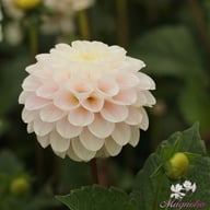 White Wizard Dahlia Tuber