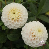 White Wizard Dahlia Tuber