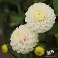 White Wizard Dahlia Tuber
