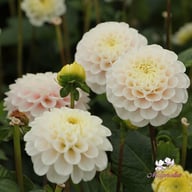 White Wizard Dahlia Tuber