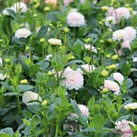 White Wizard Dahlia Tuber