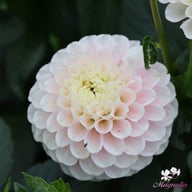White Wizard Dahlia Tuber